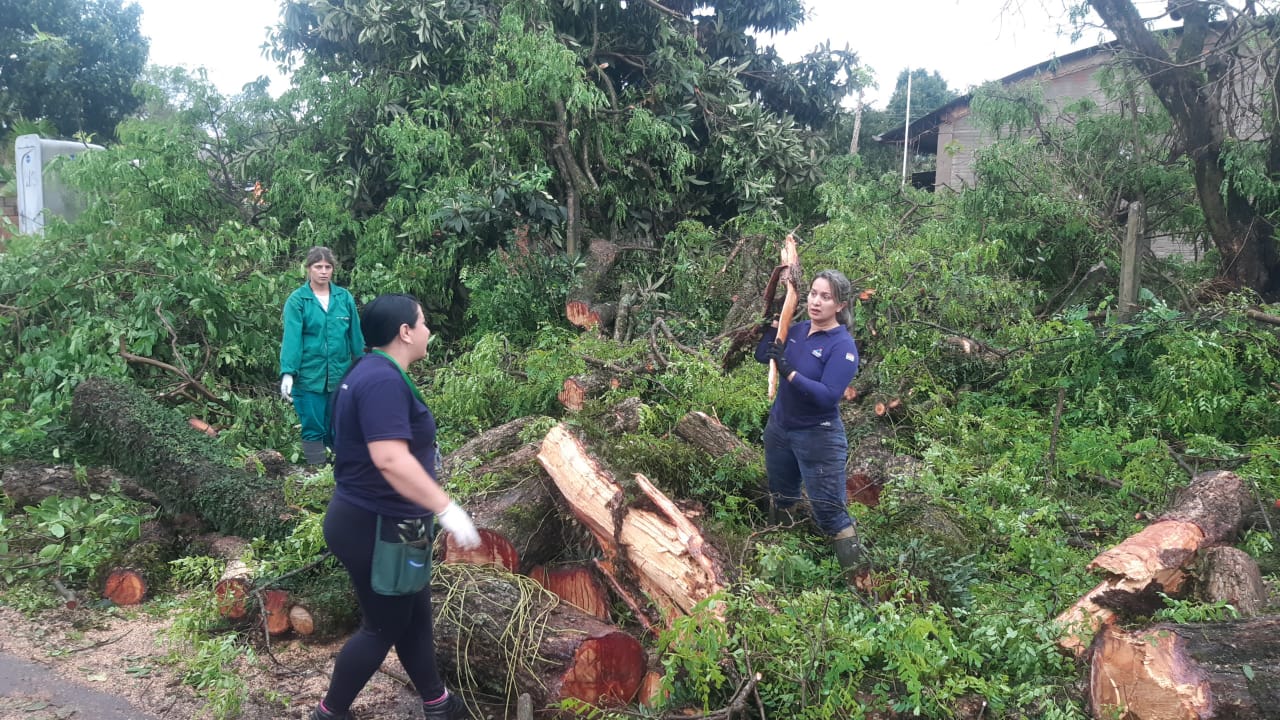 Dirección de Coordinación Ejecutiva de la Itaipu realiza despeje de áreas donde cayeron árboles